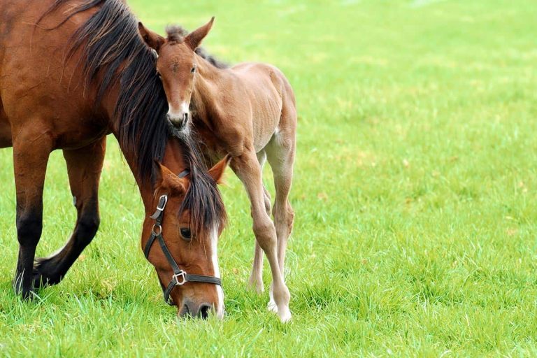 Bay-mare-and-foal-GettyImages