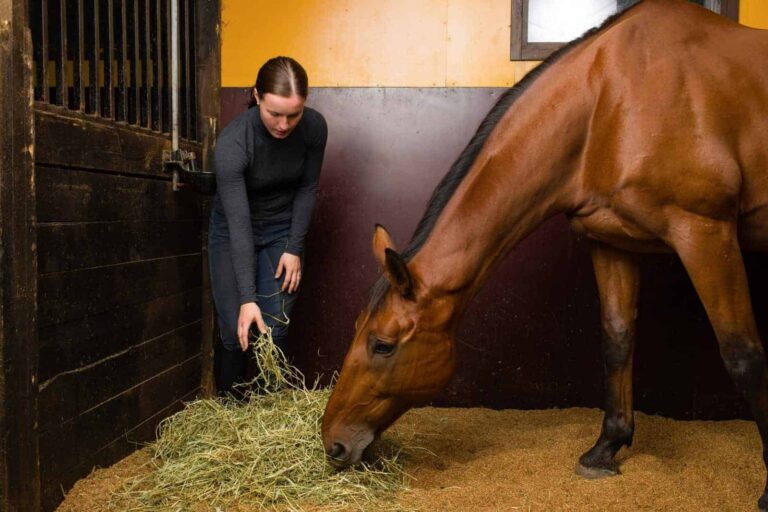 horse-eating-green-hay-in-stall-1