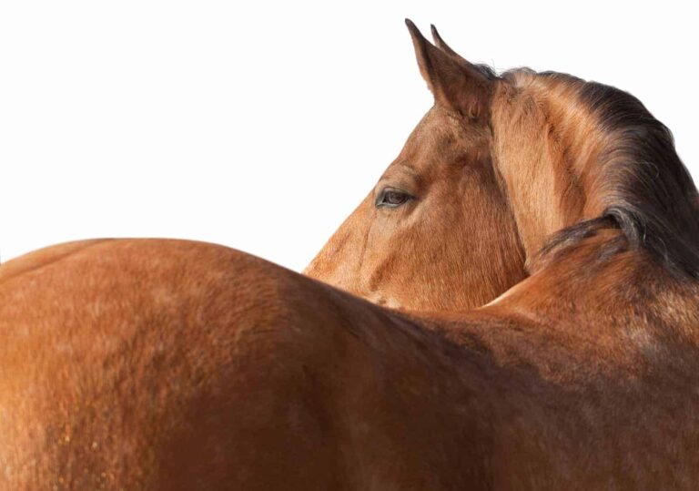 chestnut-horse-topline