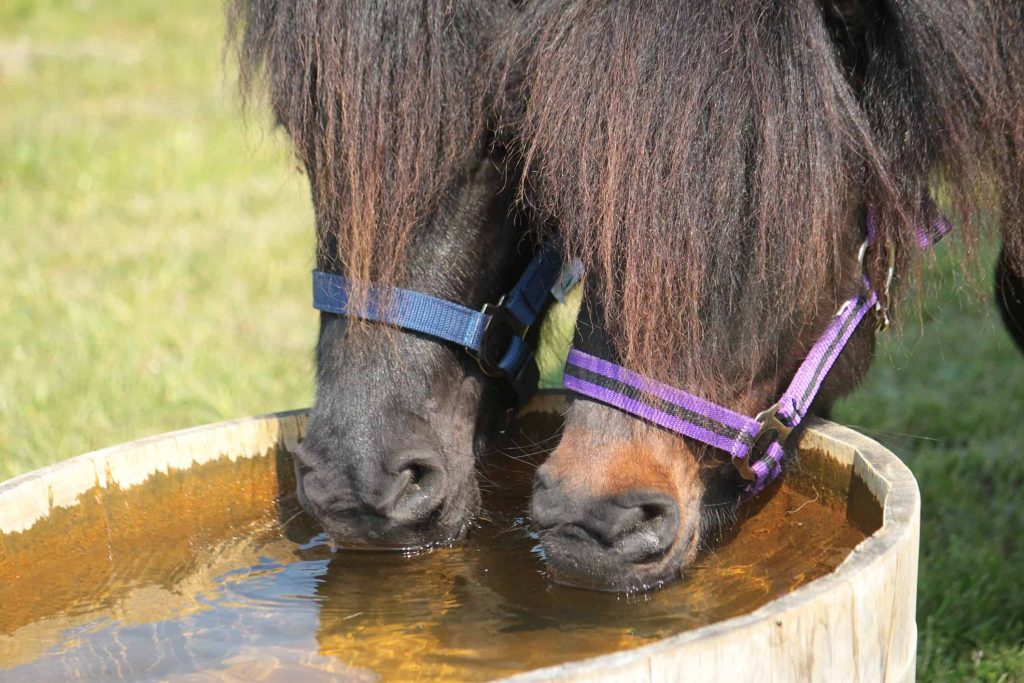 horse hydration