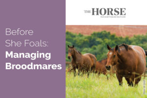 before she foals