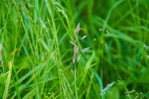 tall fescue