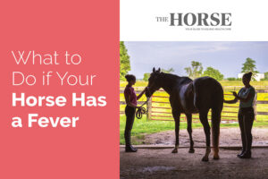 What to do if your horse has a fever