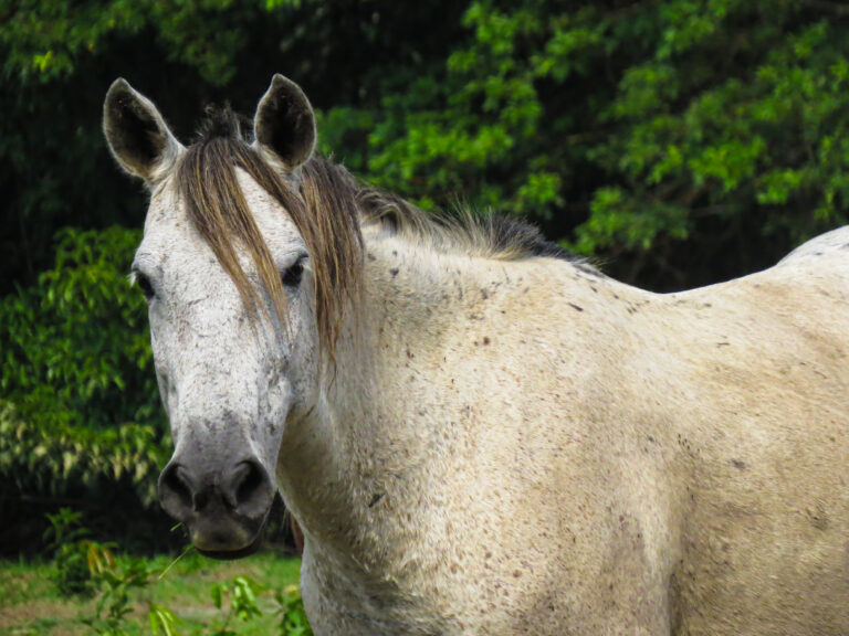rucio horse