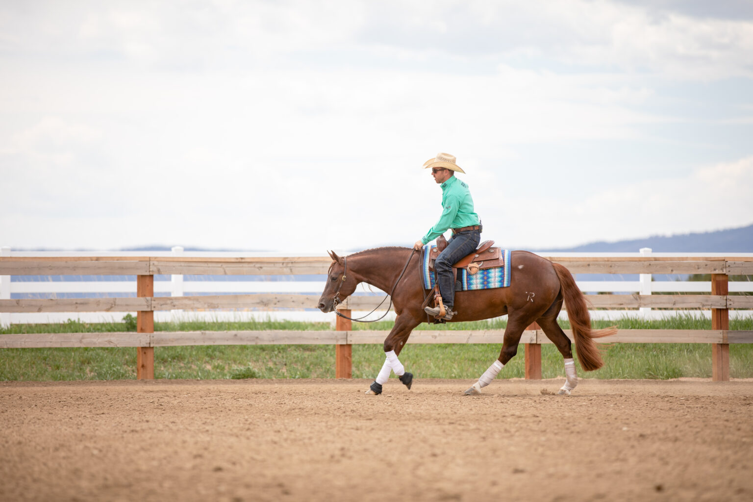 Mares In Heat What s Normal What s Not The Horse mares-in-heat-what-s-normal-what-s-not-the-horse