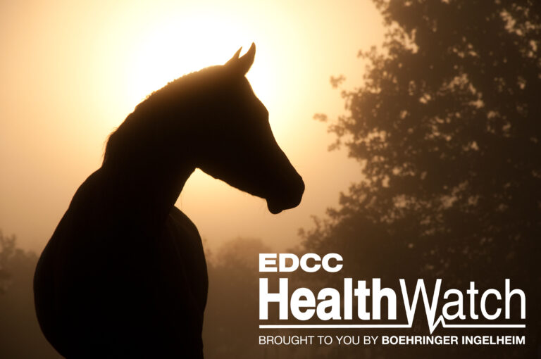 Silhouette of a beautiful Arabian horse against sun shining thro