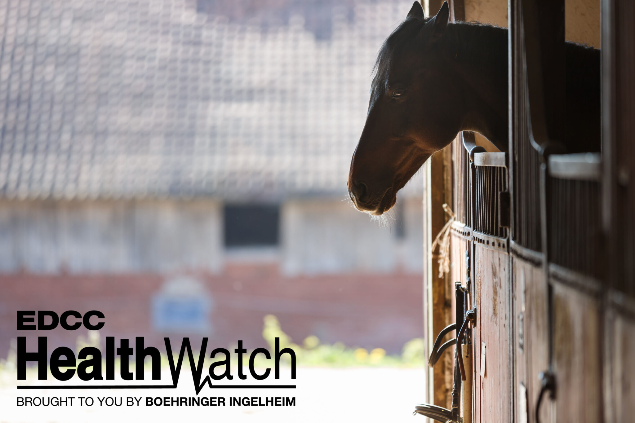 North Carolina Horse Positive for WNV The Horse