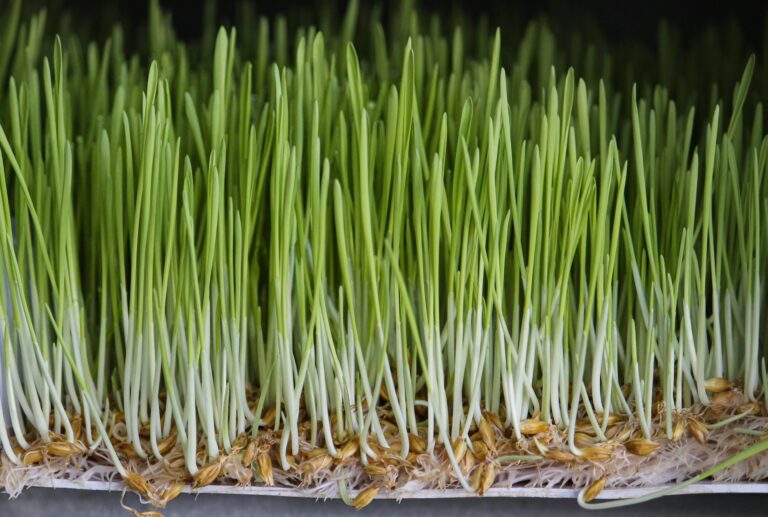 hydroponic fodder system