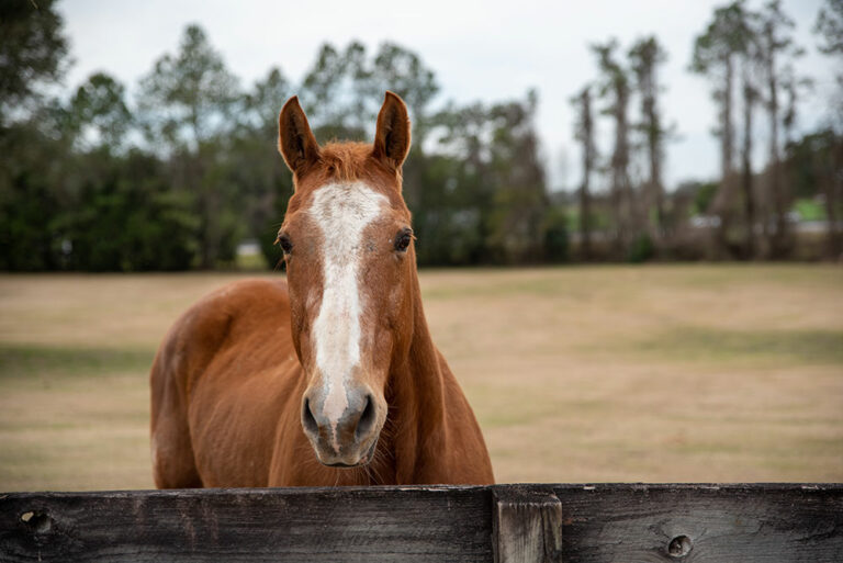 older horse looking over fence