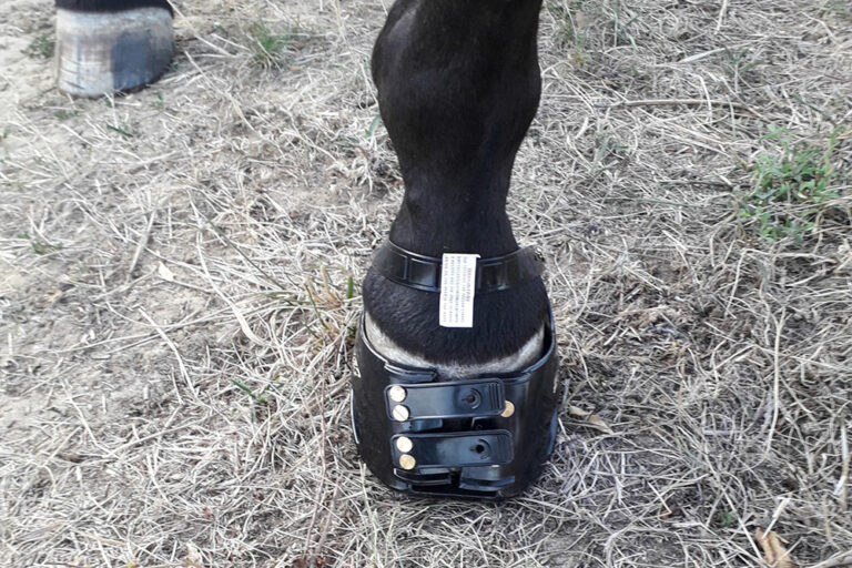 hoof boot