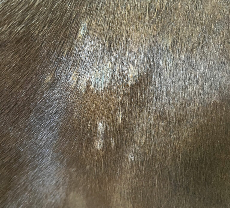 Managing Equine Skin Problems in Wet Weather – The Horse