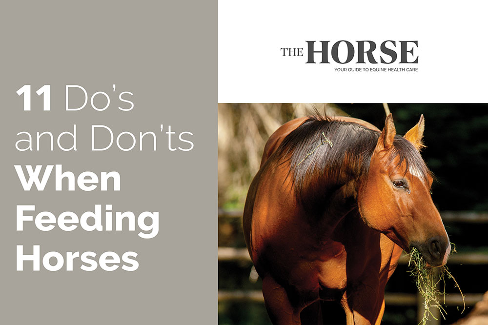 Do's and don'ts when feeding horses