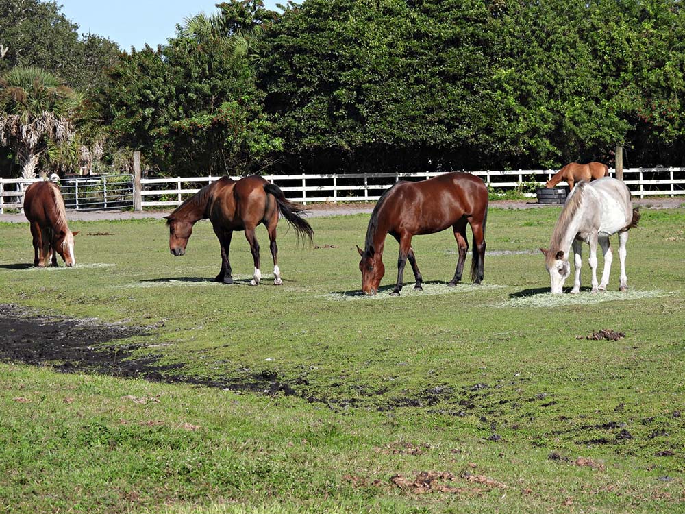 group of horses eating in field