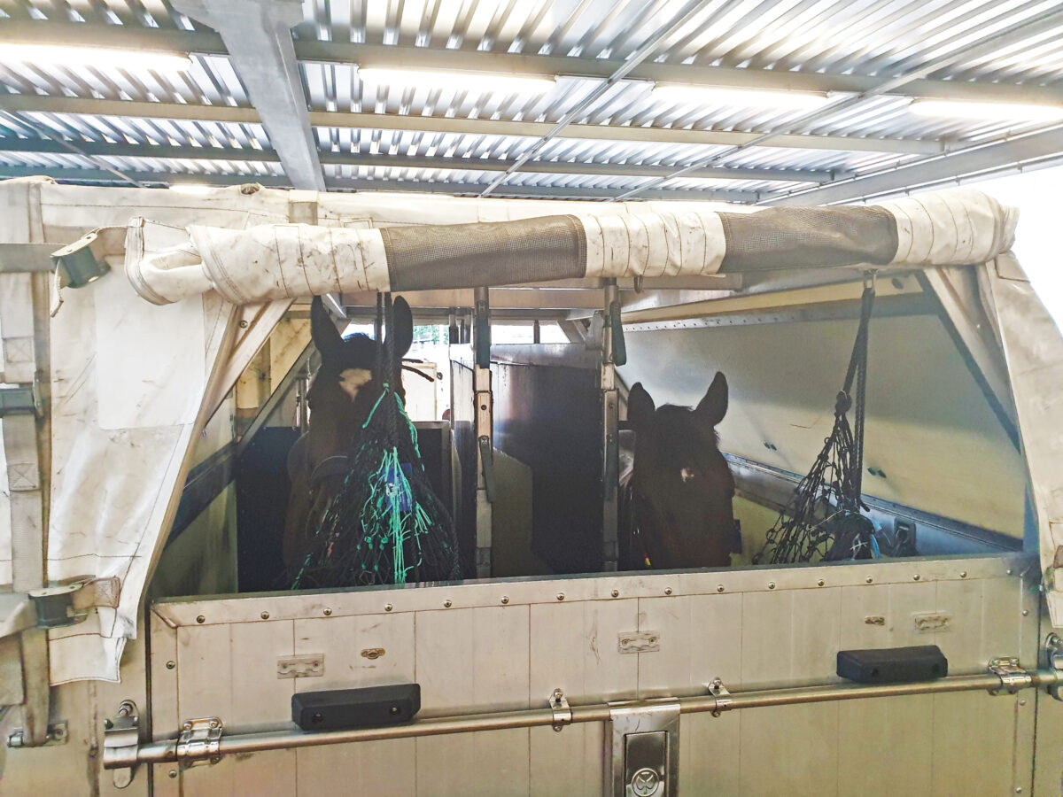 Olympic Horses on a Plane Transportation