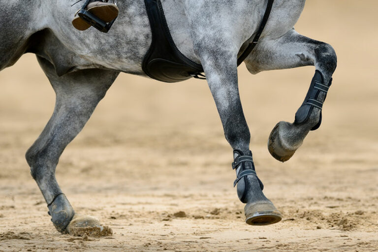 GrayHorse_Joints_AdobeStock_190567749