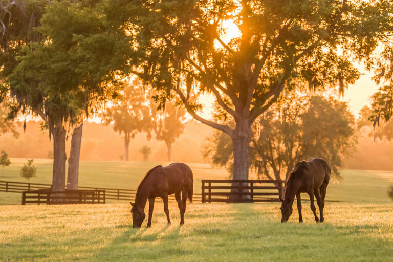 horses grazing in pasture