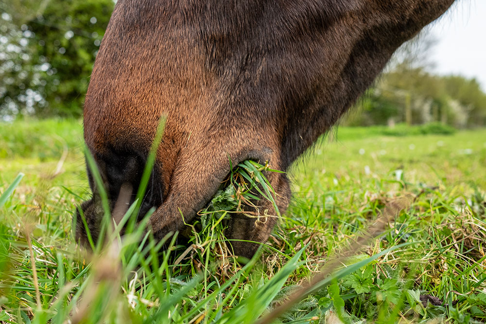 close up of horse's muzzle grazing