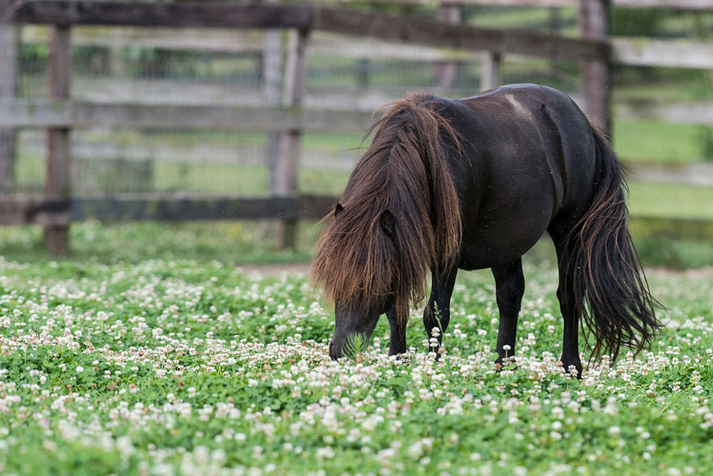 miniature horse grazing in field of clover