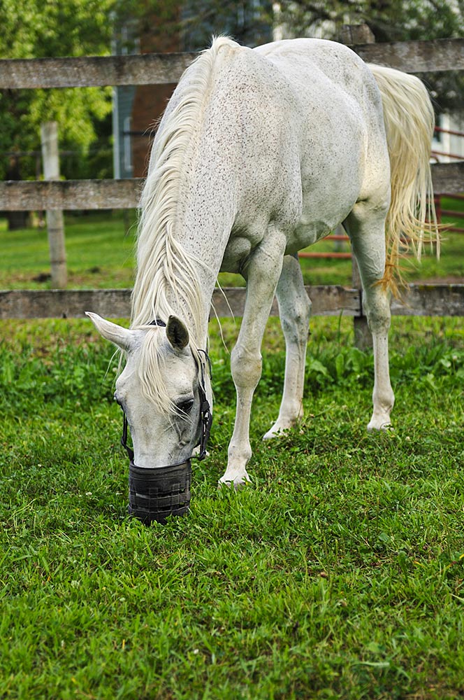older gray horse wearing grazing muzzle