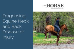 diagnosing equine neck and back disease or injury