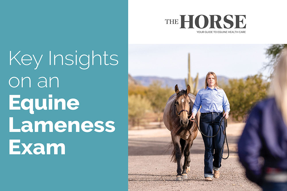 key insights to an equine lameness exam