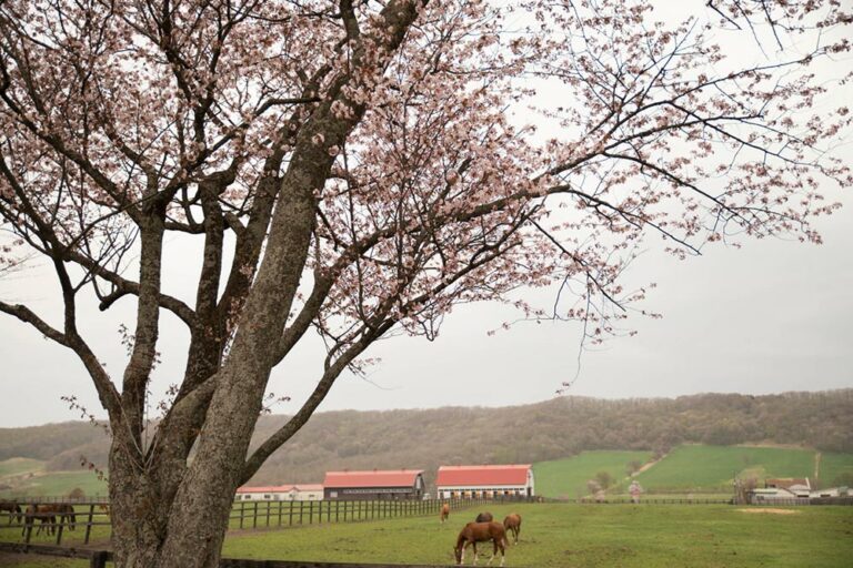 cherry tree