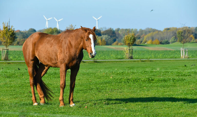 horse sleeping or resting in pasture