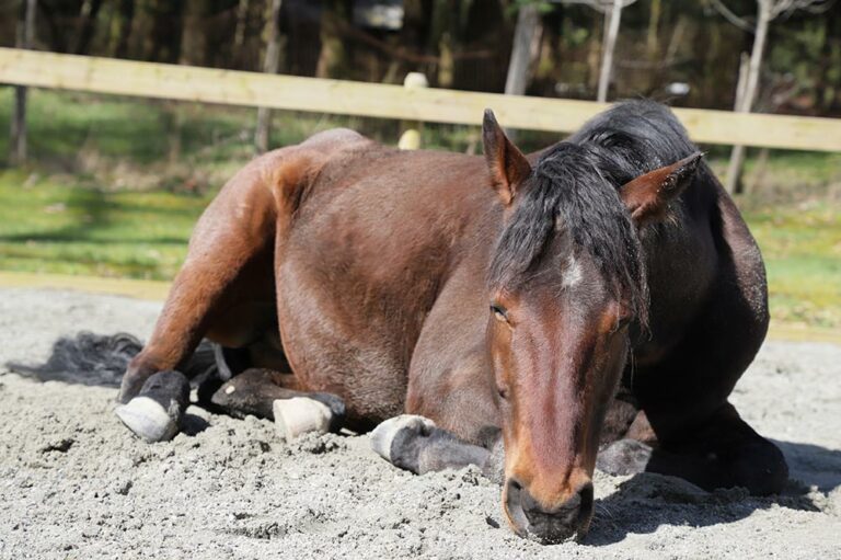 bay horse lying down in sandy paddock