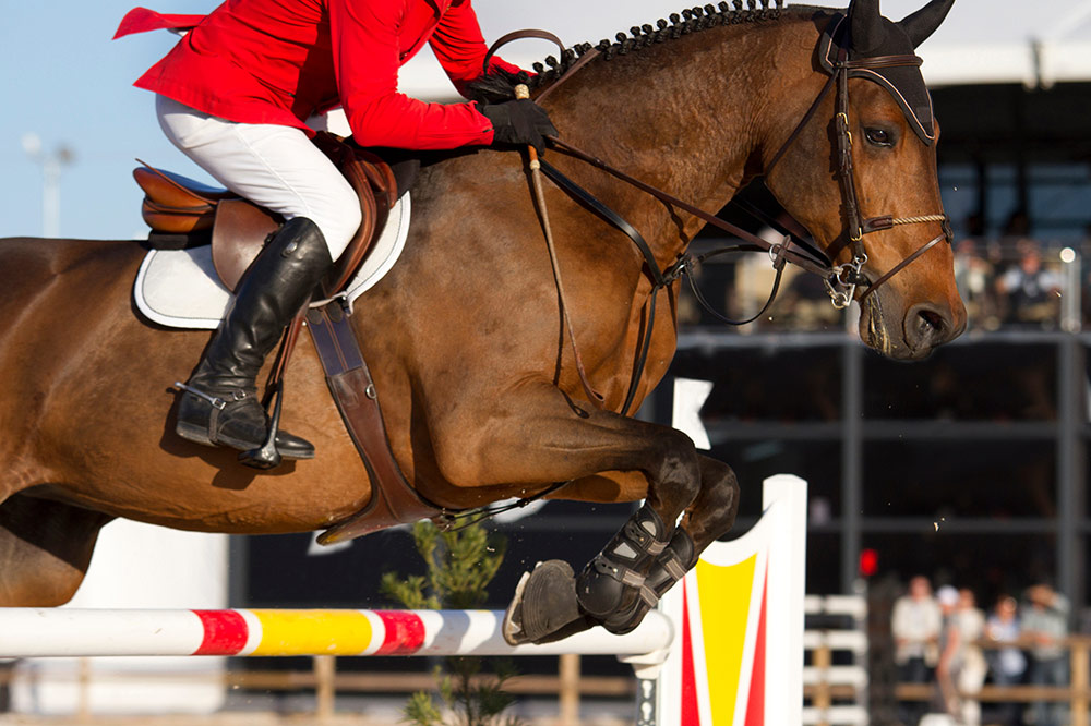 showjumping