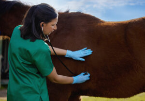 vet or vet tech with stethoscope examining horse