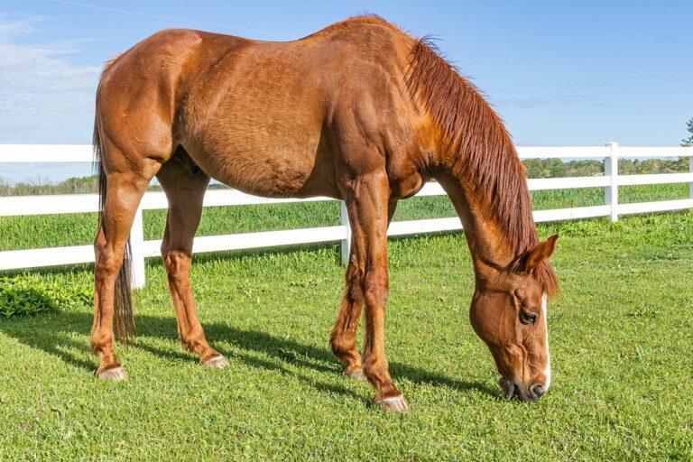 thin chestnut horse grazing
