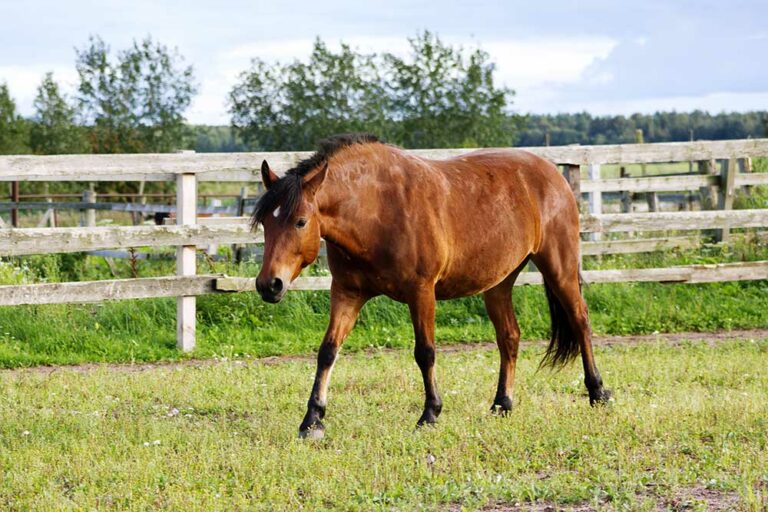hefty bay horse walking in pasture