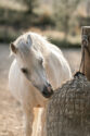 pony eating hay from hay net