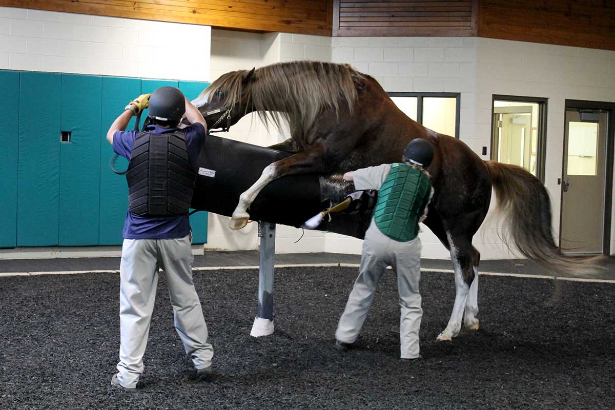Stallion Collection Services Advanced Equine Reproductive Techniques and Their Impacts โ The Horse