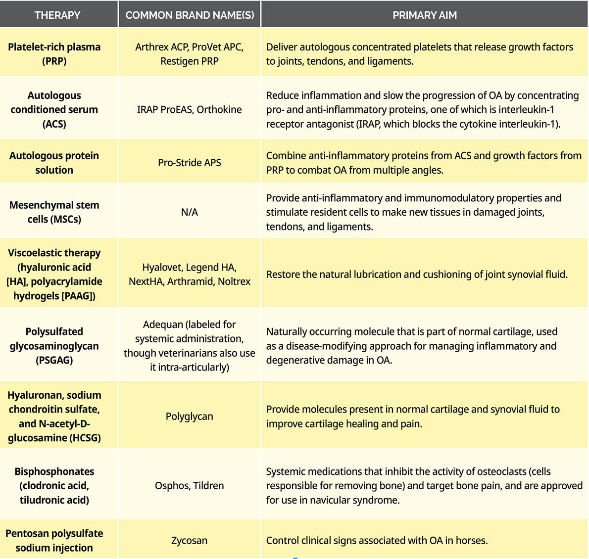 Popular Equine Orthopedic Therapies in Veterinary Medicine Today