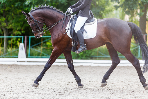 Dressage horse behind the vertical