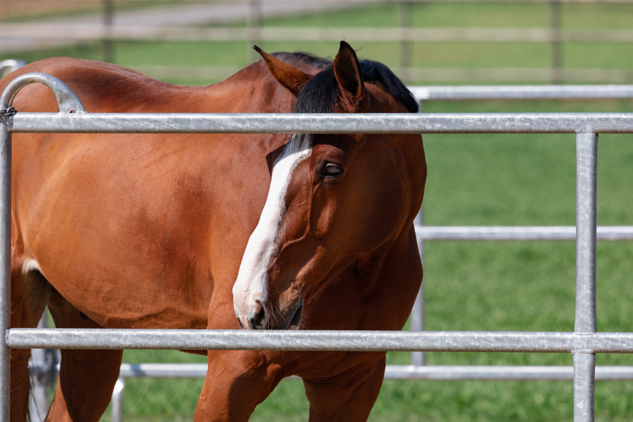 Wisconsin Gelding Tests Positive for Strangles and Influenza - News Directory 3