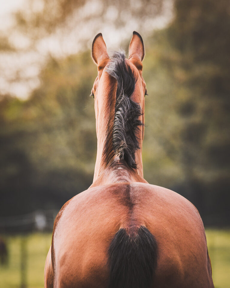 bay horse topline