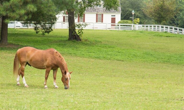 overweight chestnut horse grazing in field
