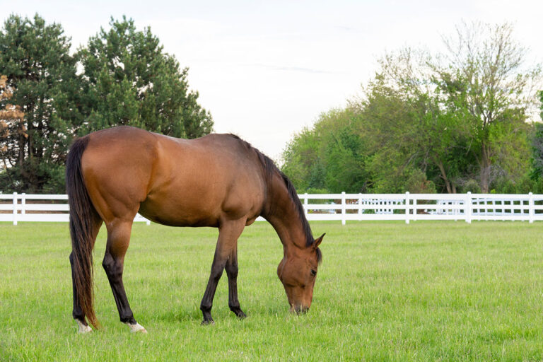 Bay Horse Grazing, White Fence_