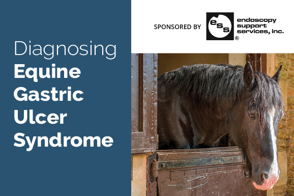 Diagnosing Equine Gastric Ulcer Syndrome