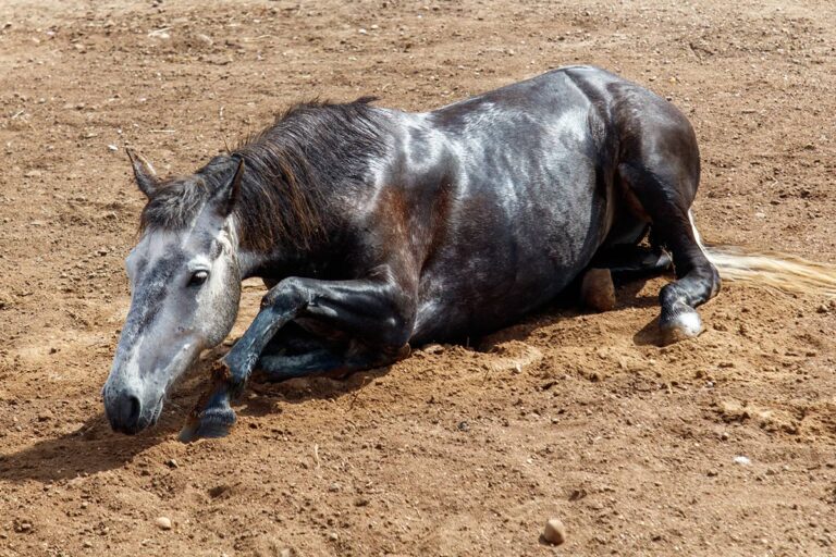 sweaty horse rolling