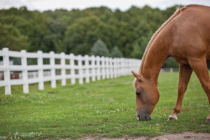 horse grazing, short pasture