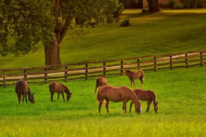 mares and foals grazing in spring or summer pasture