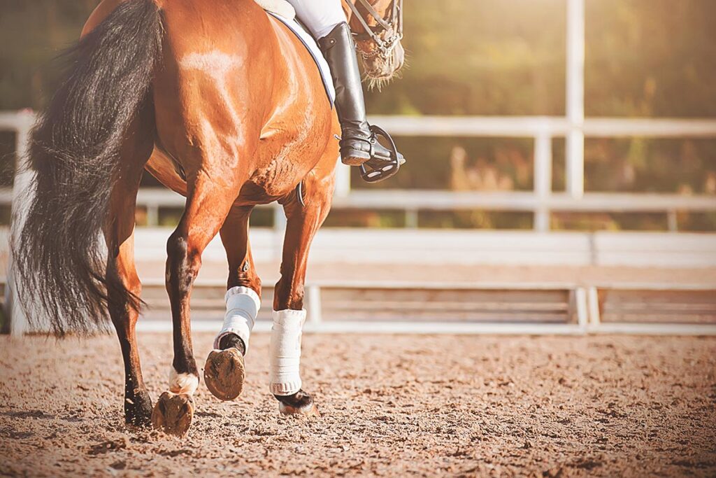 dressage horse in arena