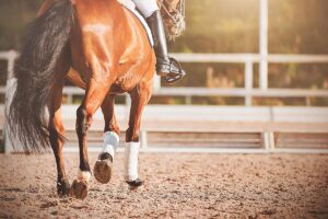 dressage horse in arena
