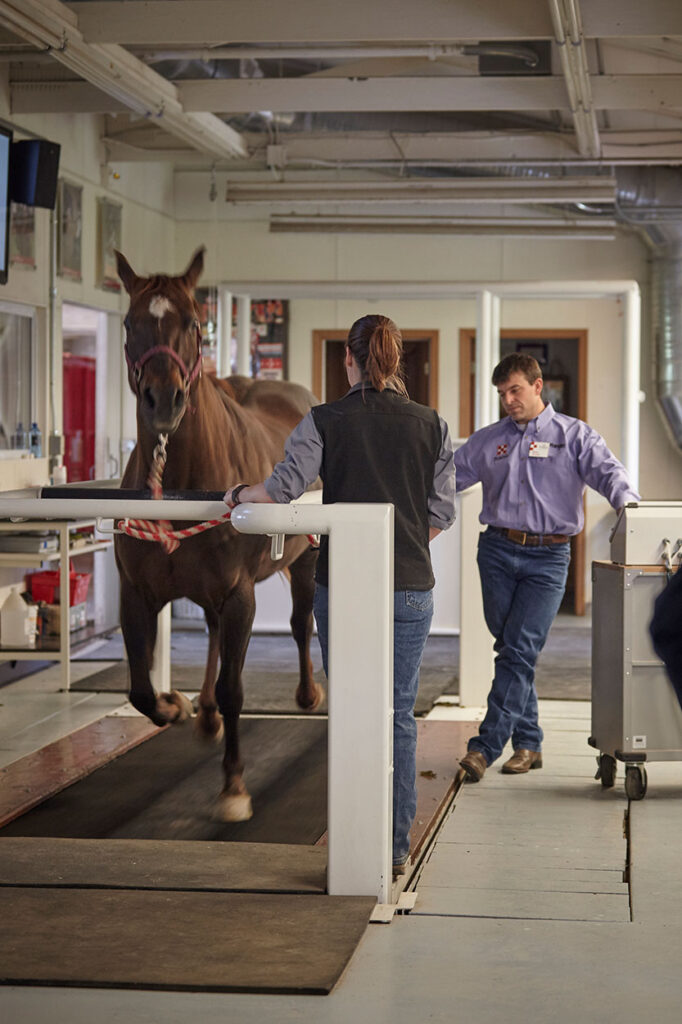 SuperSport® supplement works best when the horse is in an active exercise program.