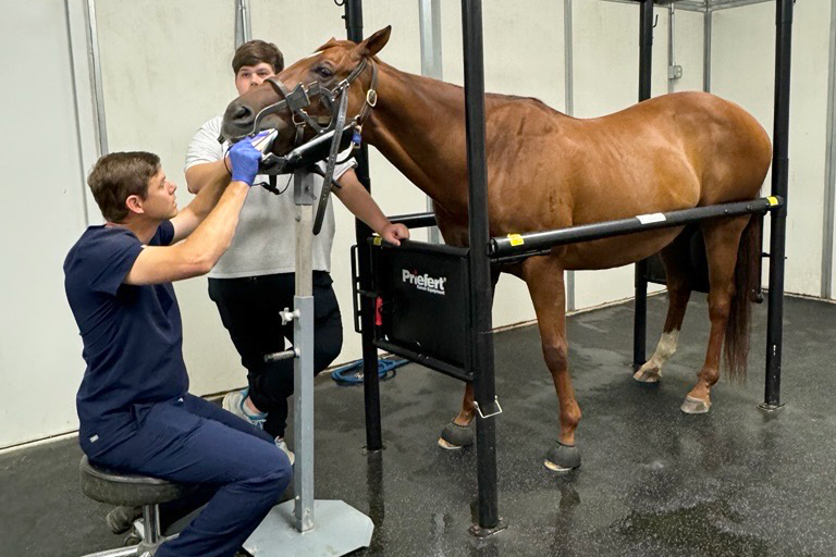 sedated horse for dental procedure
