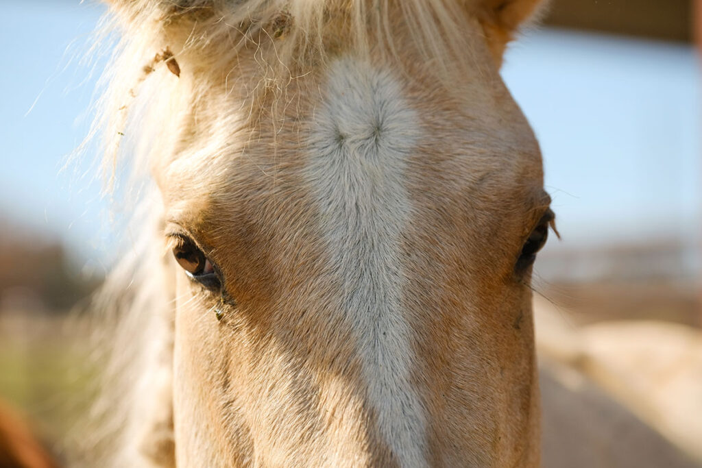 whorl on palomino horse's face
