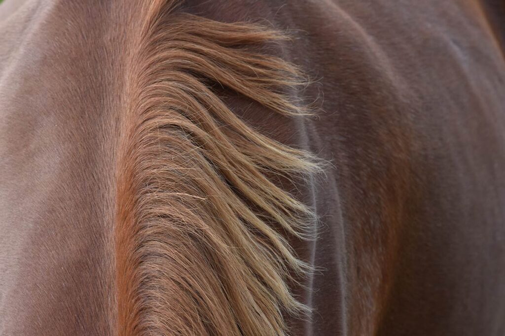 chestnut horse's mane